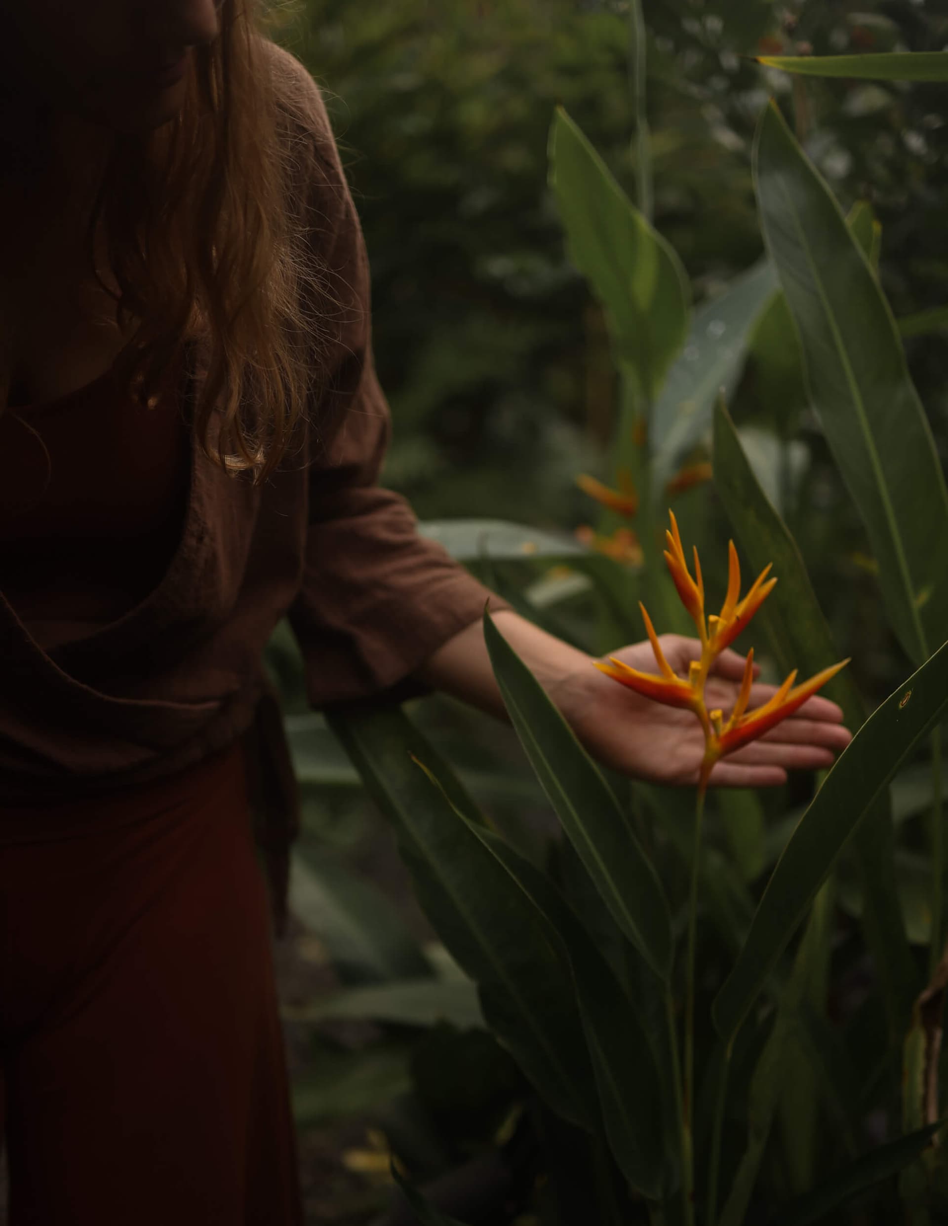 Hand berührt eine Paradiesvogelblume — Verbindung zur Natur und zum Zyklus