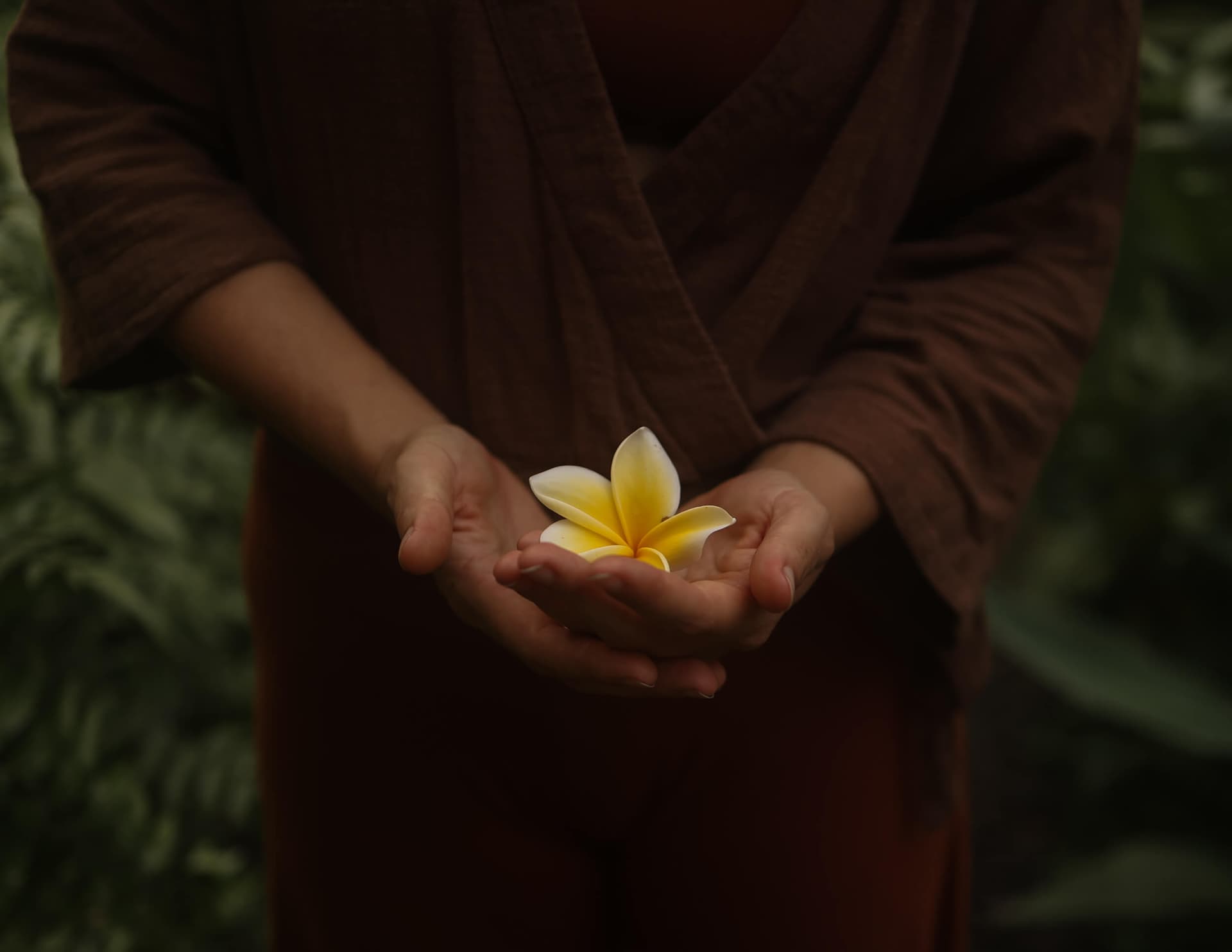 Hände halten eine Frangipani-Blüte — Sanftheit und Selbstfürsorge bei PMS